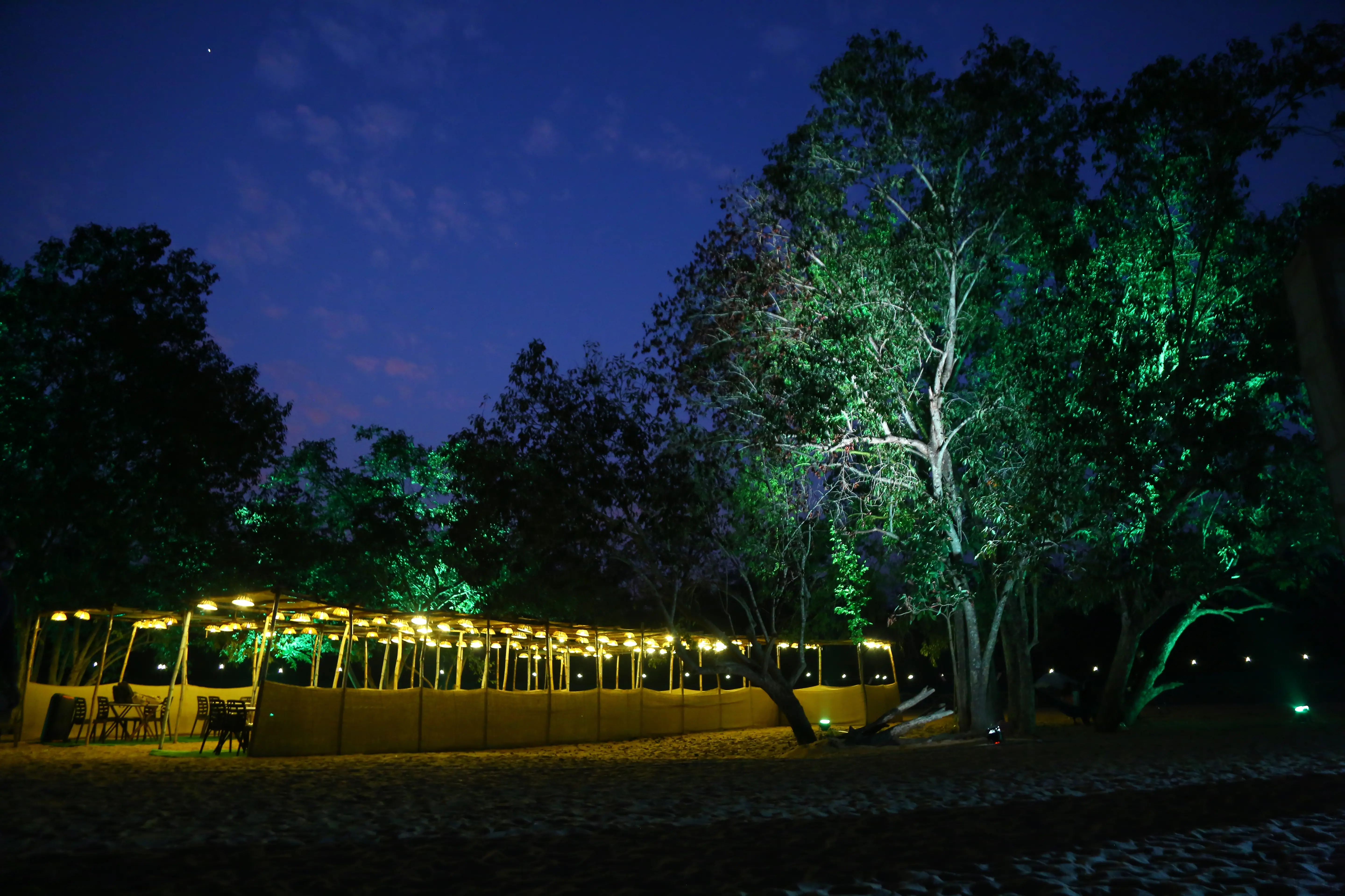Guided forest walk at sunrise